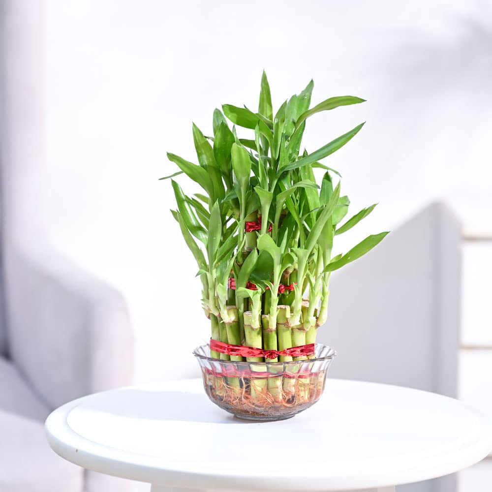Healthy lucky bamboo plant arranged in a glass bowl with visible roots, placed on a white table for indoor home decoration